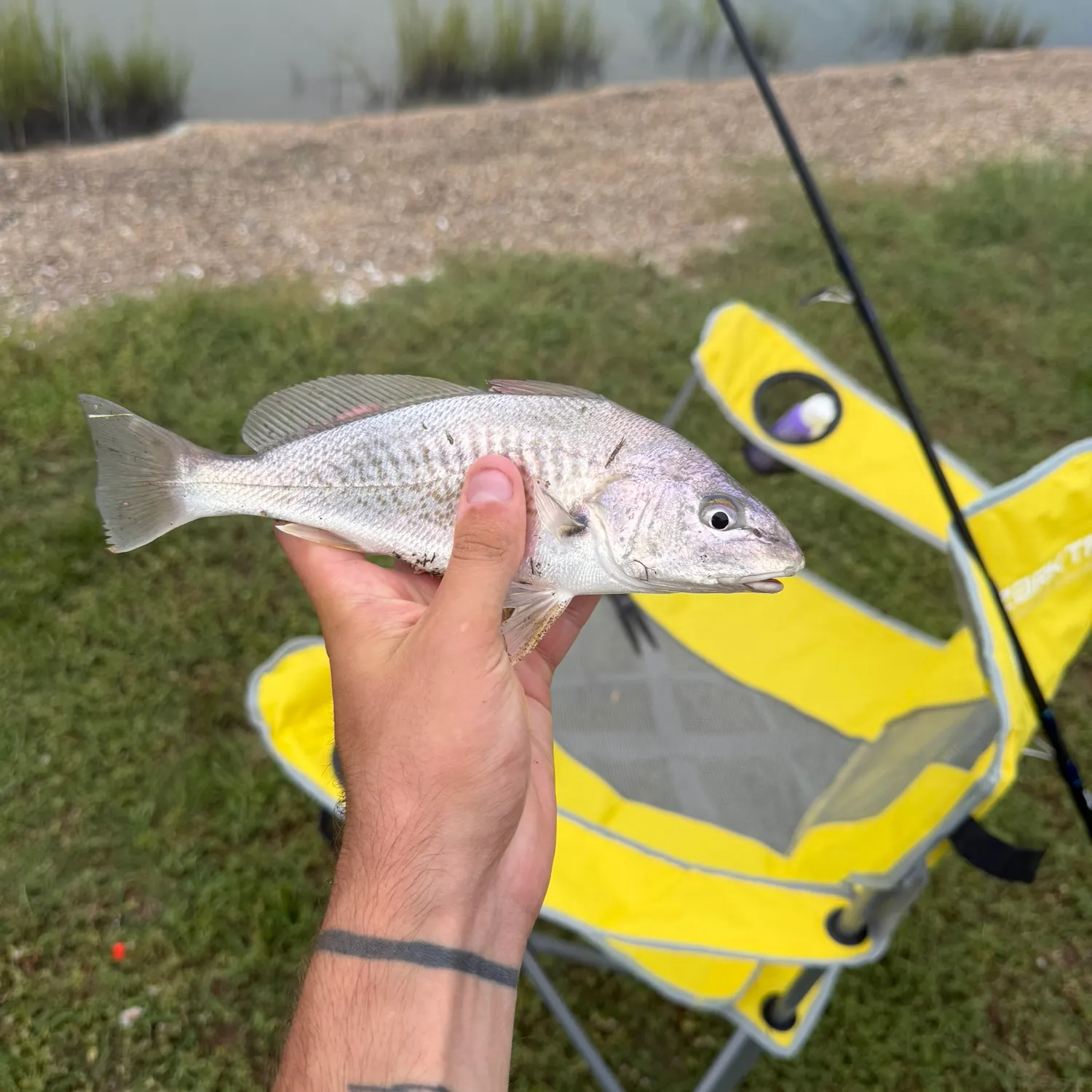 Atlantic croaker caught on Fishbrain