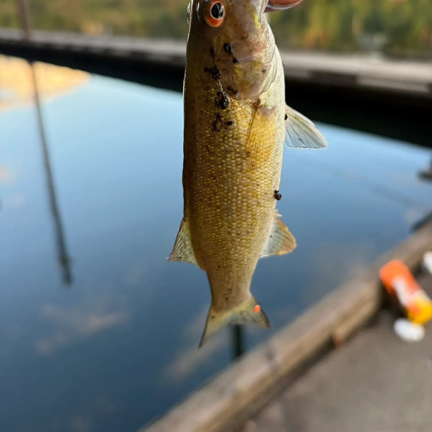 Smallmouth bass caught on Fishbrain