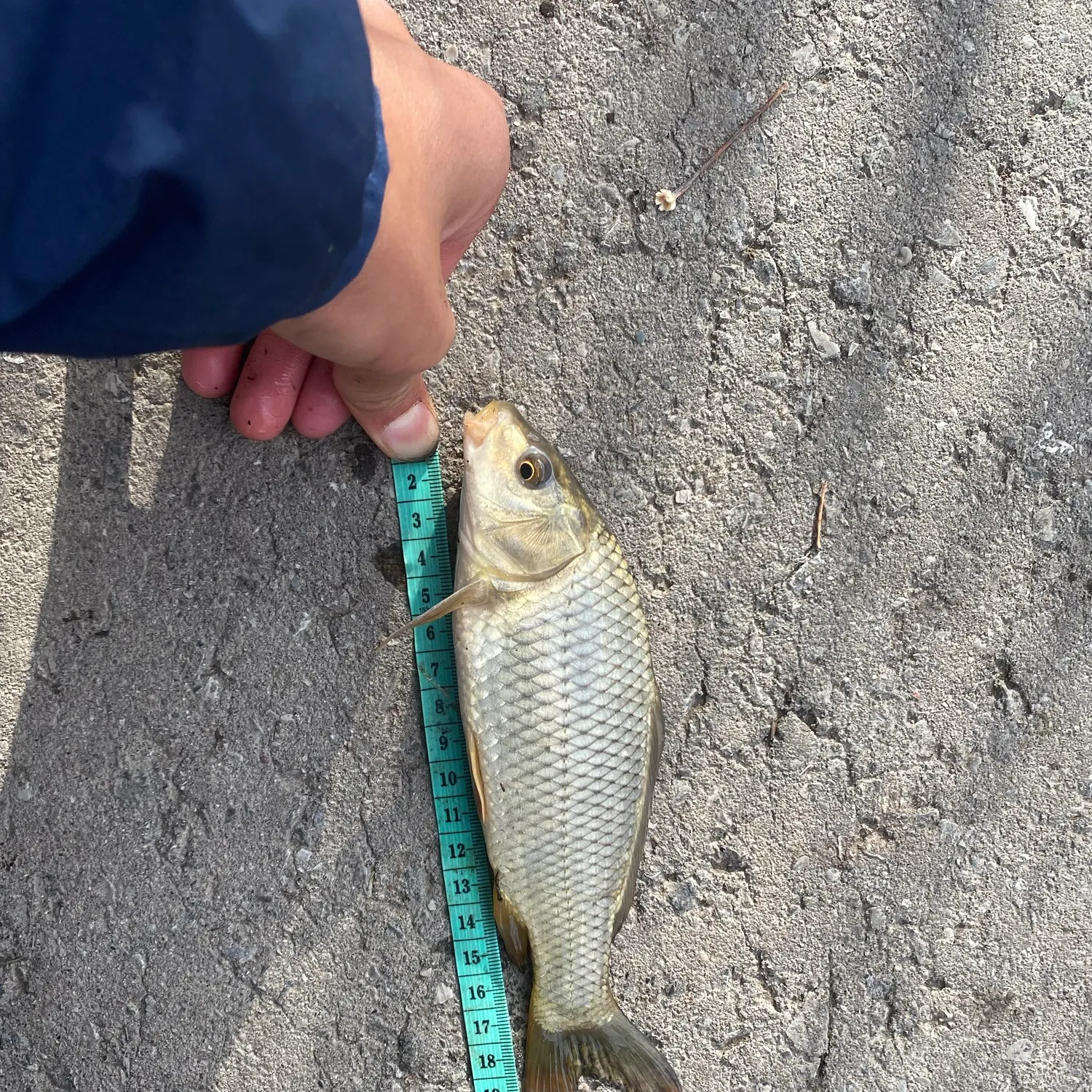 Fish caught on Fishbrain