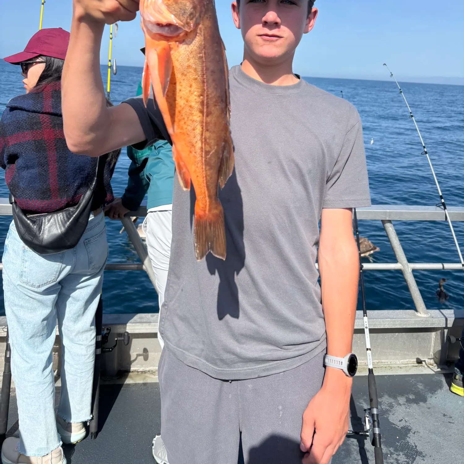 The most recent Bocaccio rockfish catches on Fishbrain