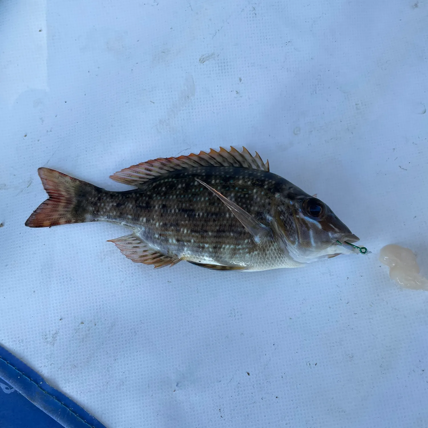 The most recent Spangled emperor catches on Fishbrain