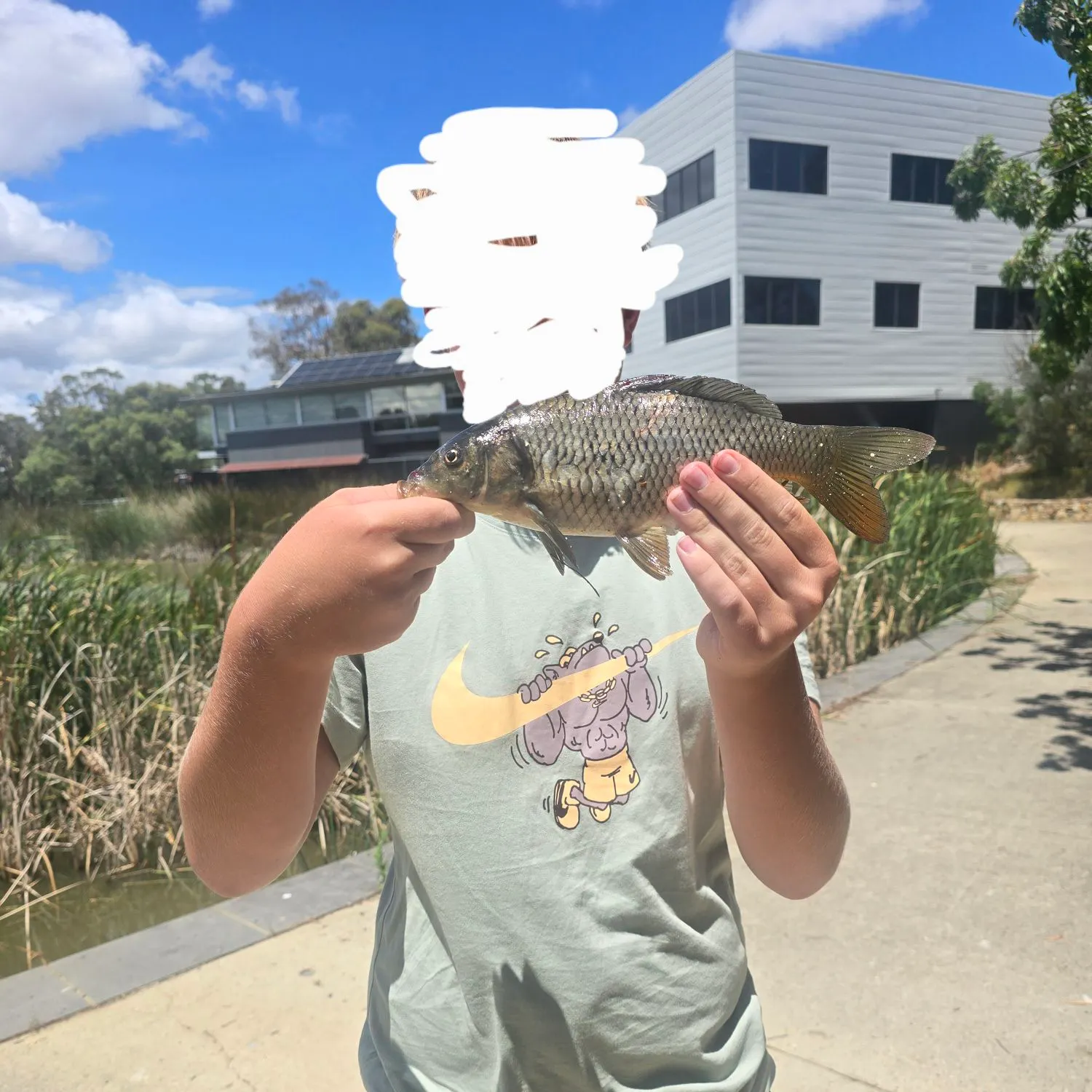 Common carp caught on Fishbrain