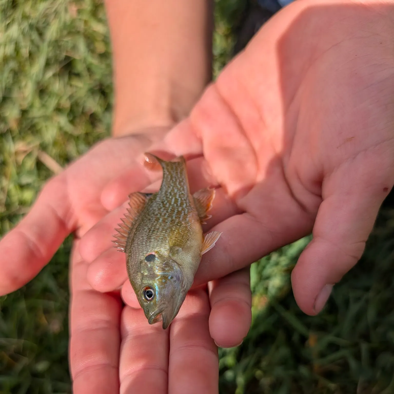 Green sunfish caught on Fishbrain