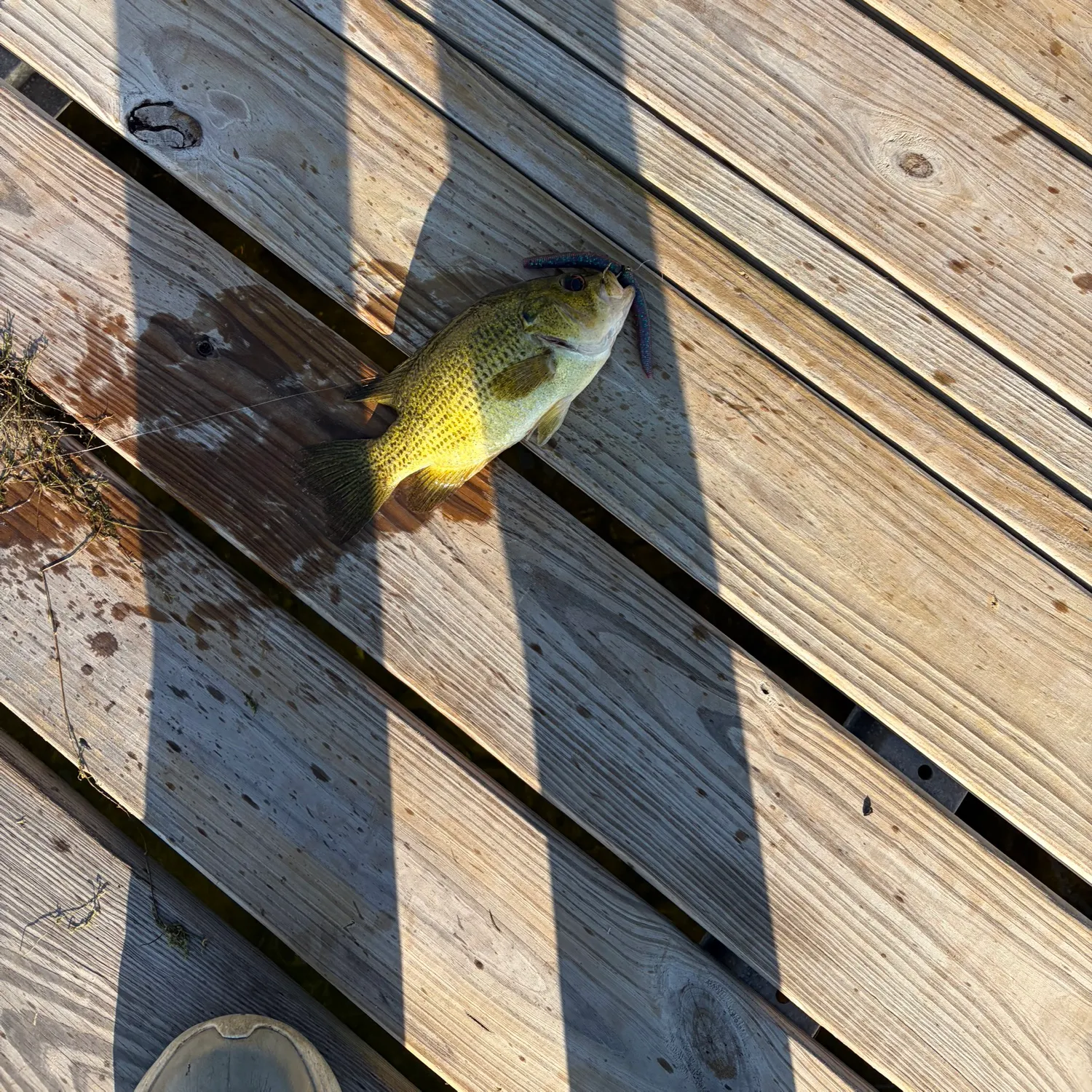 Rock bass caught on Fishbrain