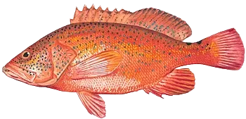 Coney grouper