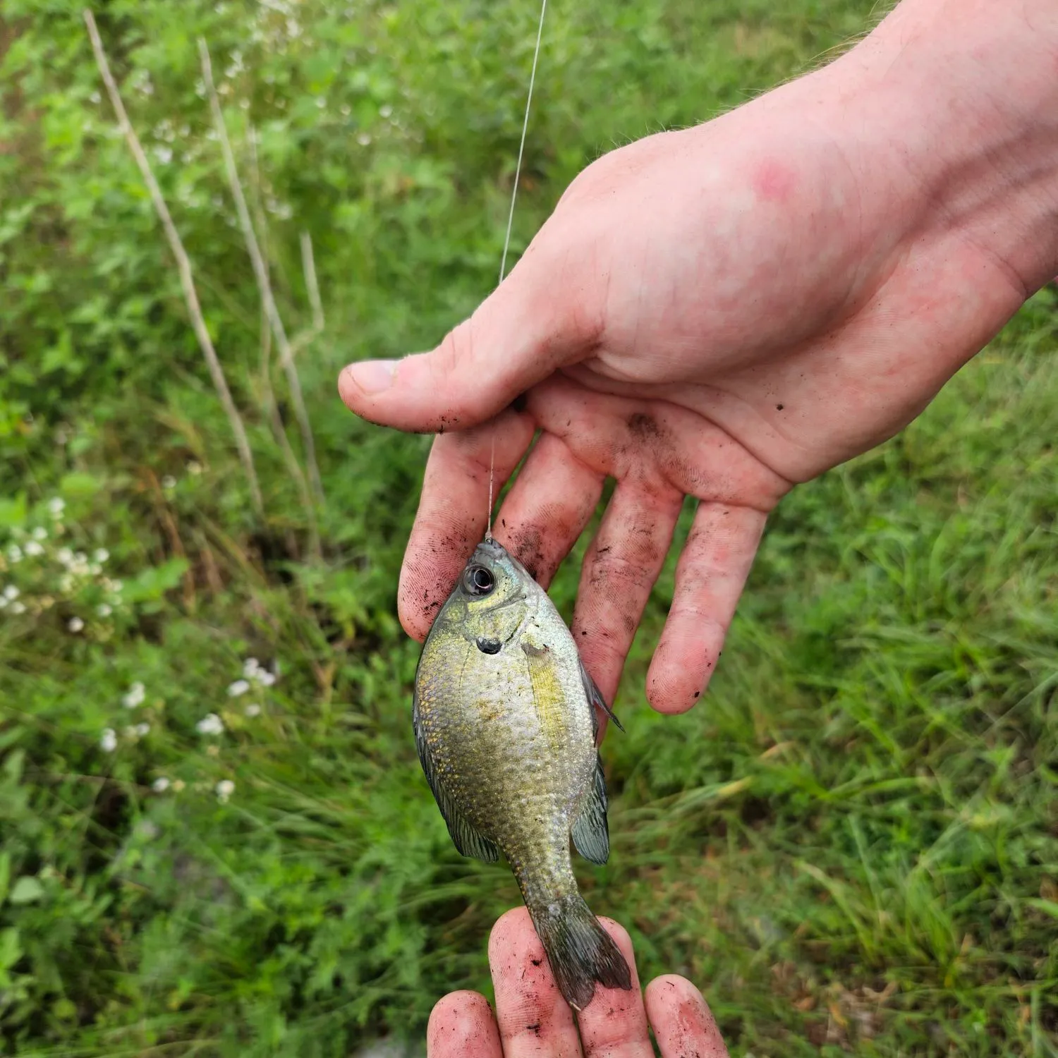 The most recent Flier catches on Fishbrain