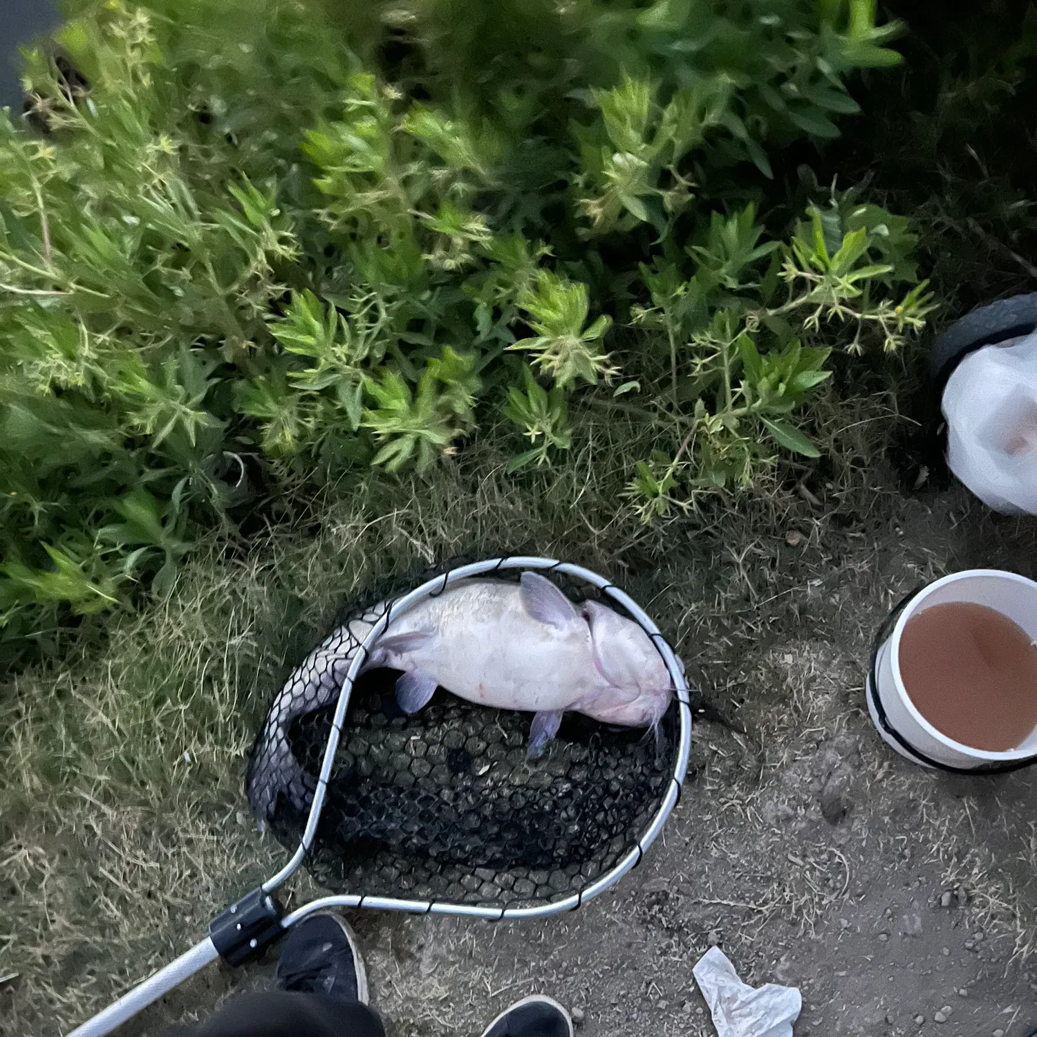 catch