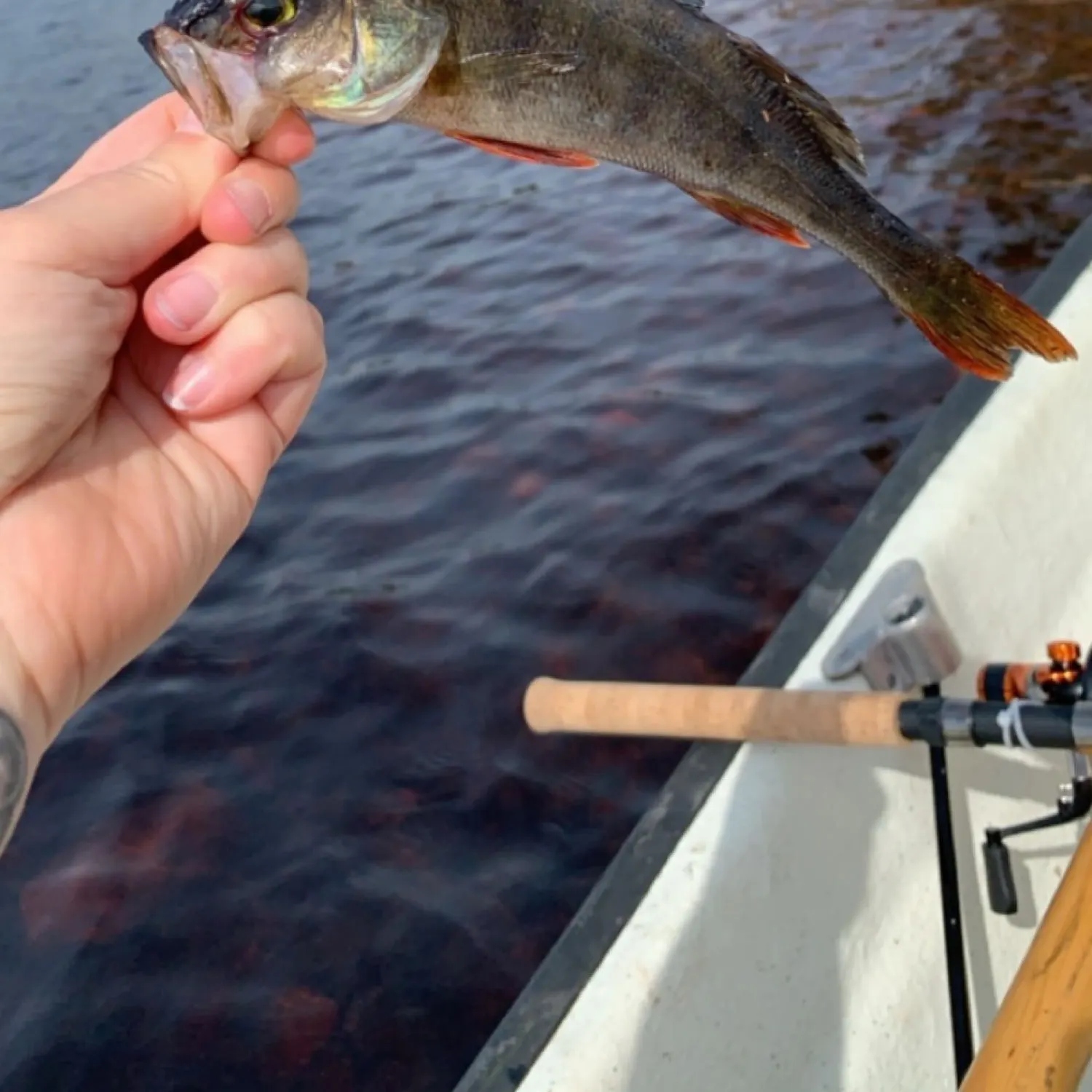 recently logged catches