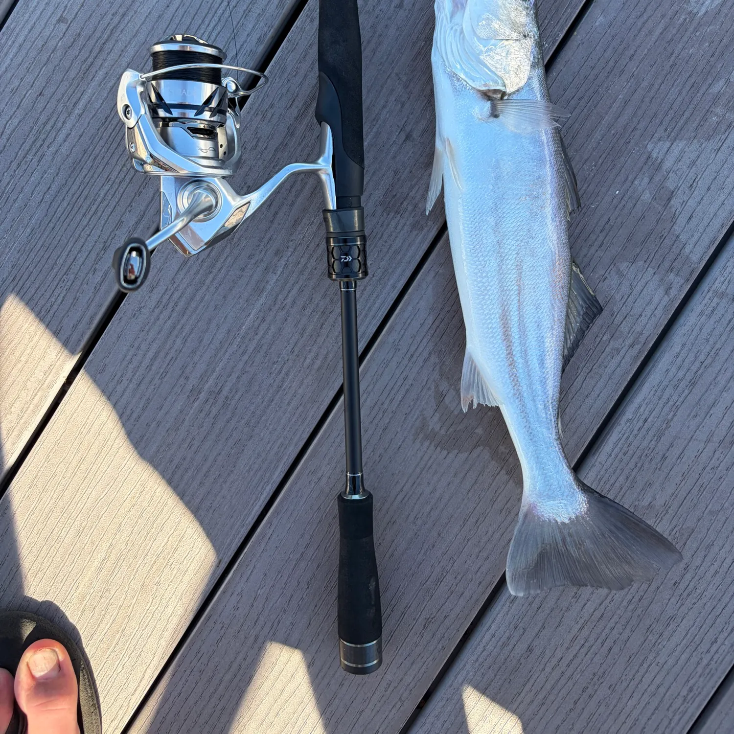 Shortfin corvina caught on Fishbrain