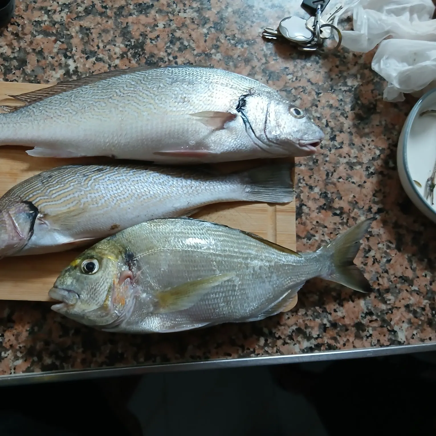 recently logged catches