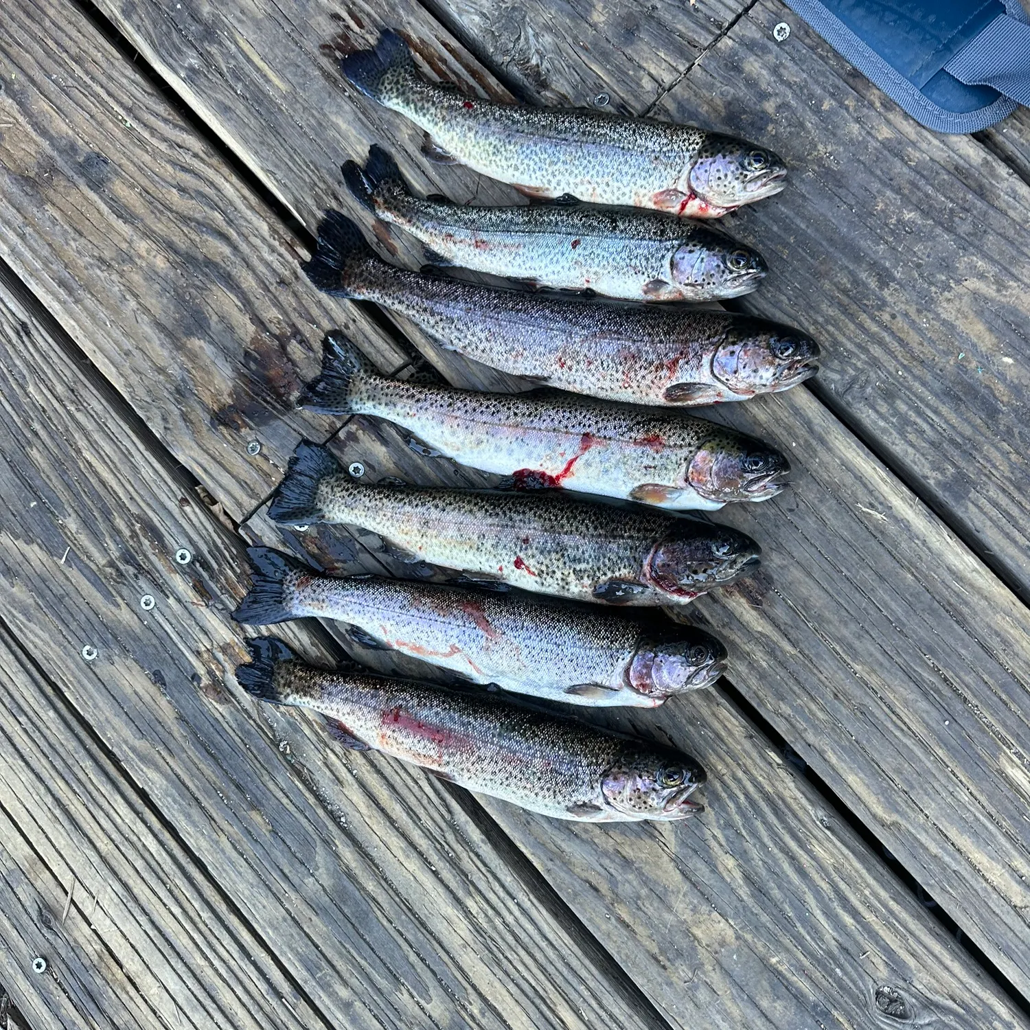 recently logged catches