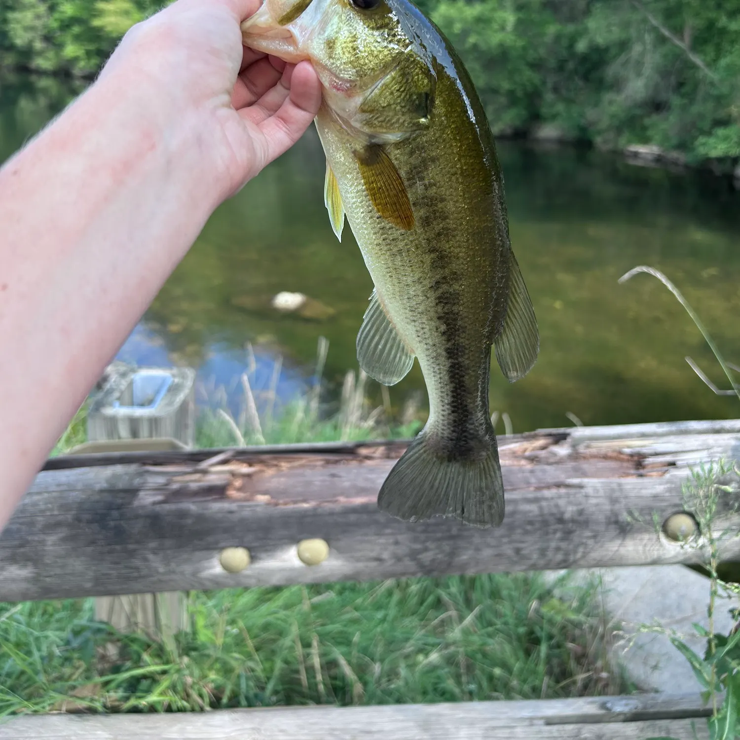 Largemouth bass caught on Fishbrain