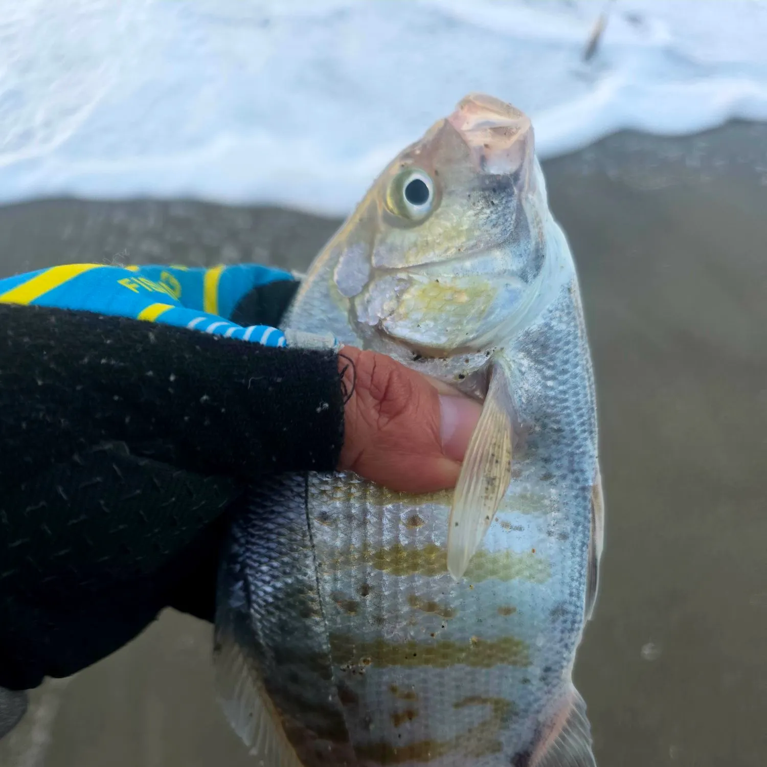 The most recent Sand perch catches on Fishbrain