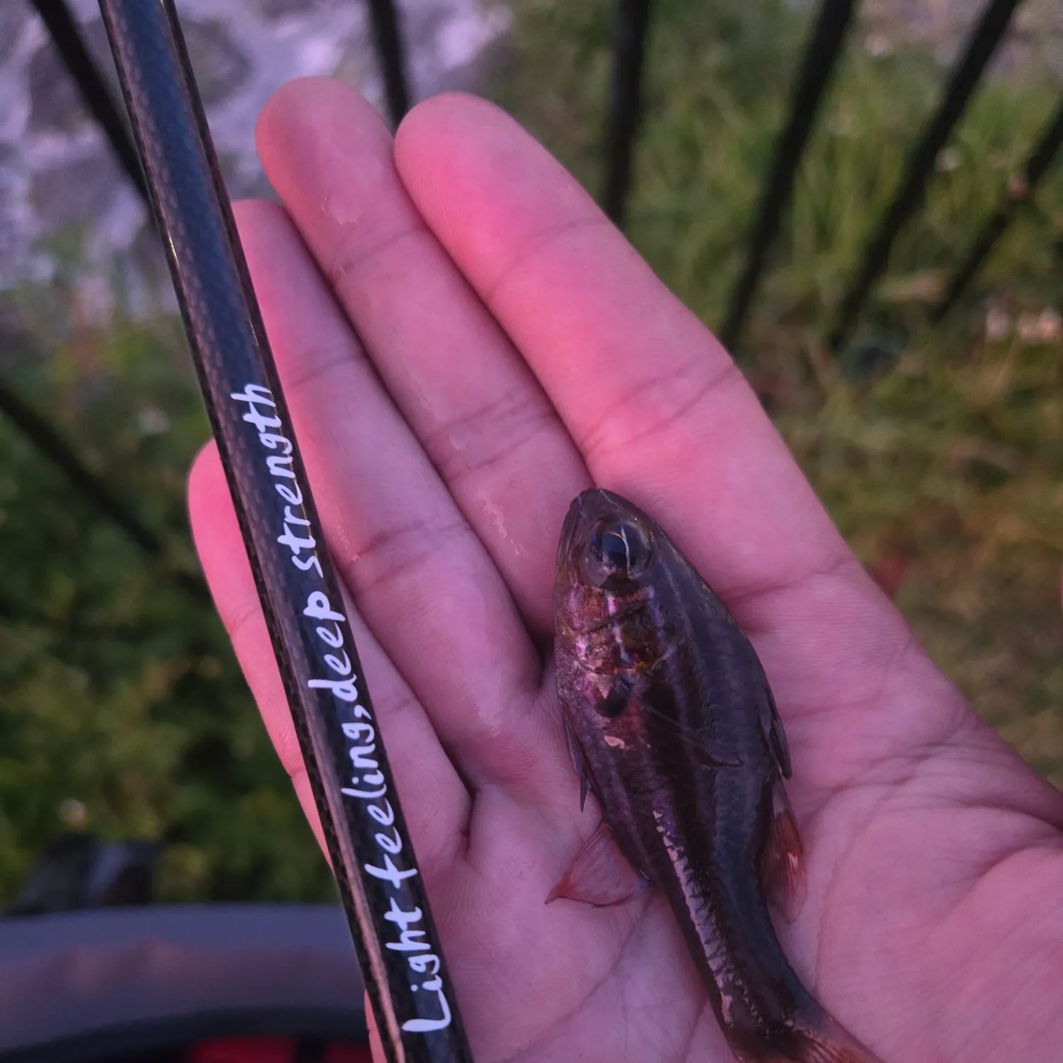 The most recent Cook's cardinalfish catches on Fishbrain