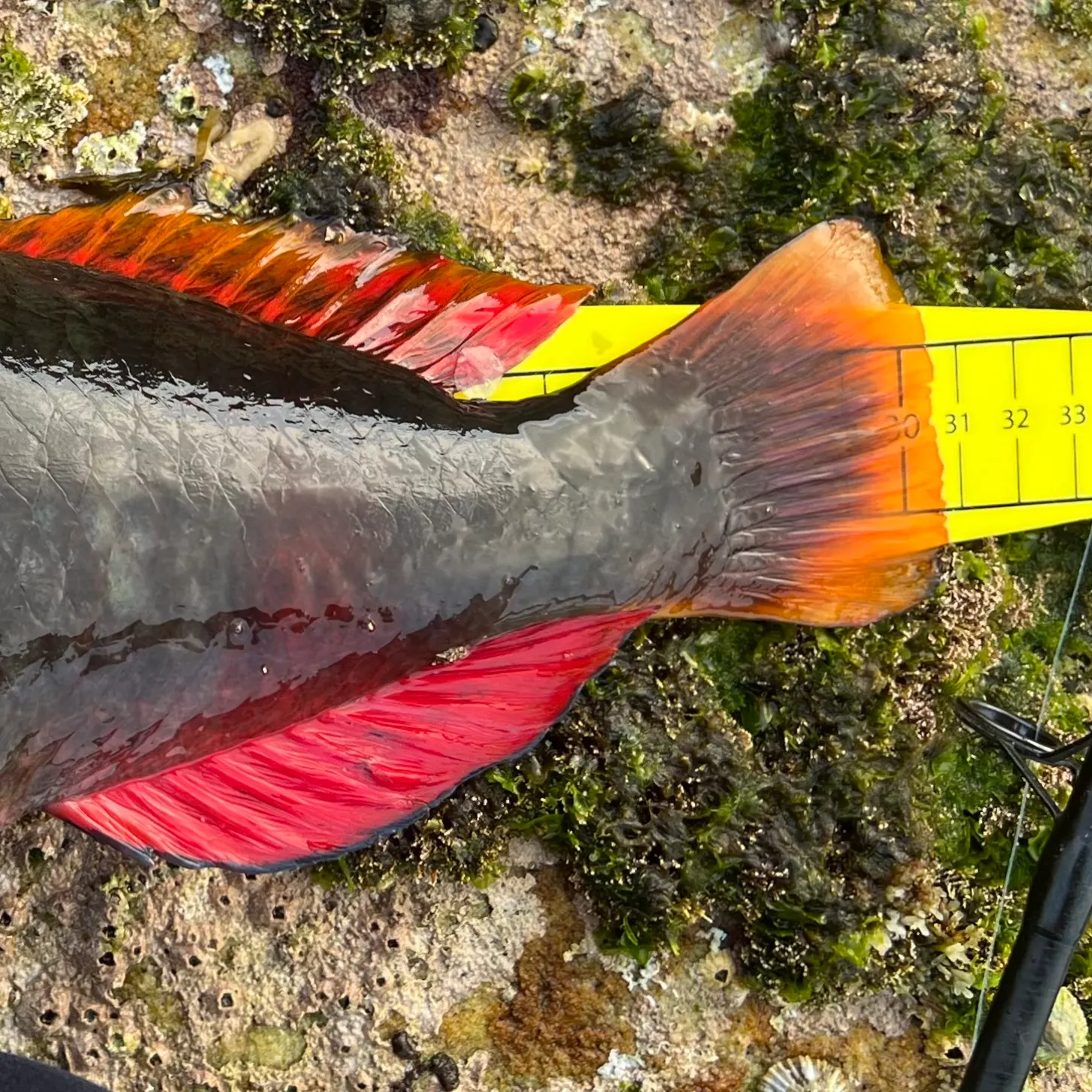 The most recent Crimsonband wrasse catches on Fishbrain