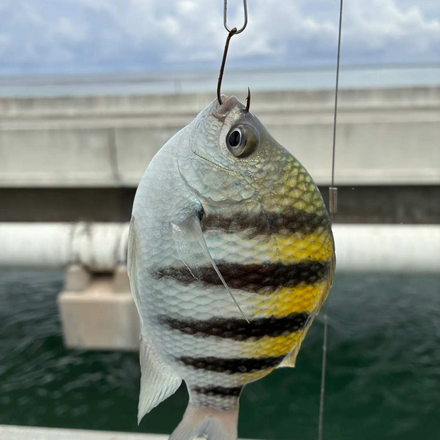 The most recent Sergeant-major catches on Fishbrain