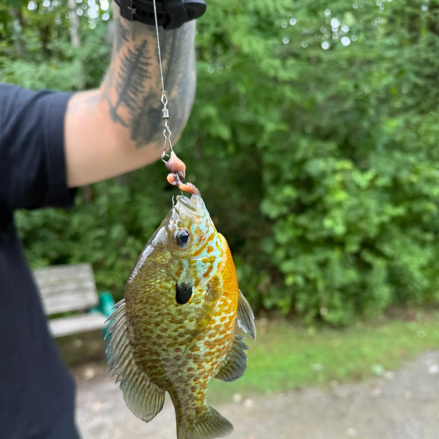 recently logged catches