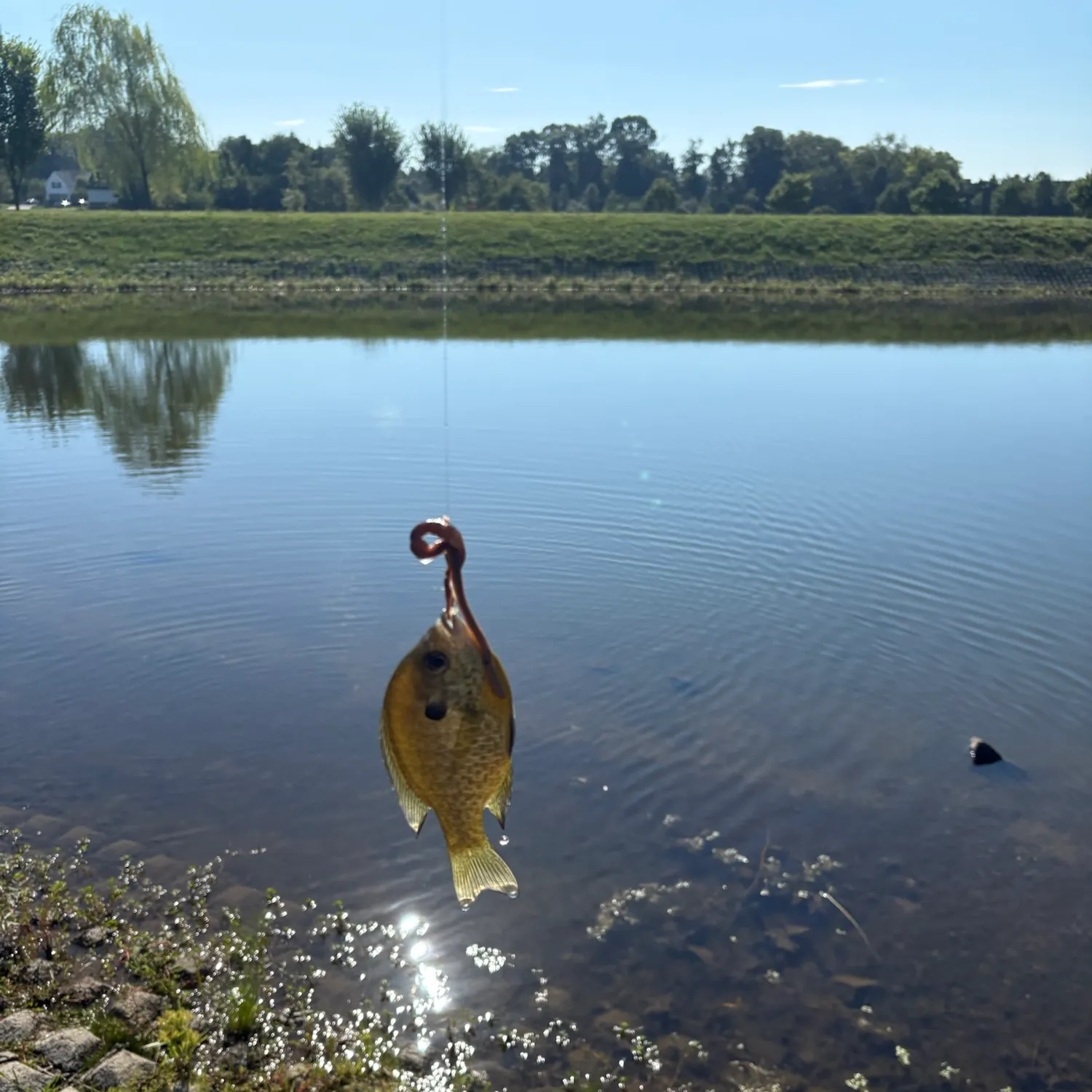 Bluegill caught on Fishbrain
