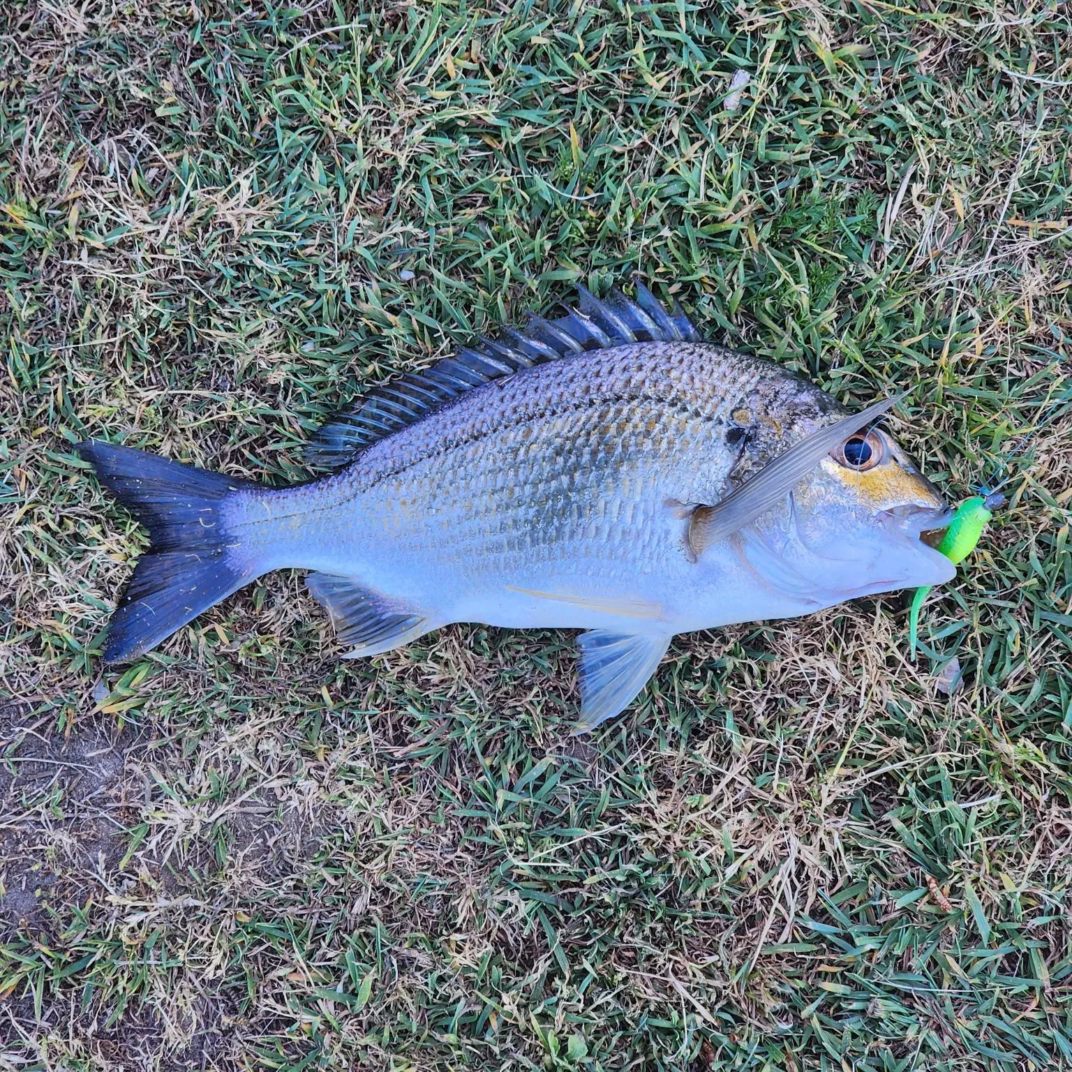 Surf bream caught on Fishbrain