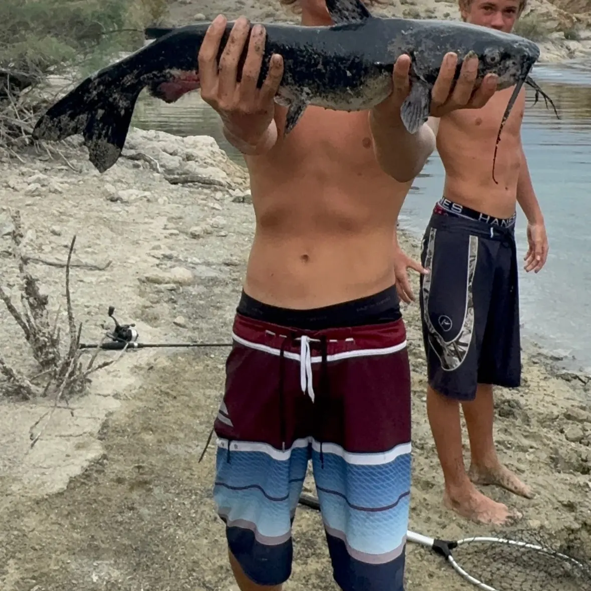 Channel catfish caught on Fishbrain