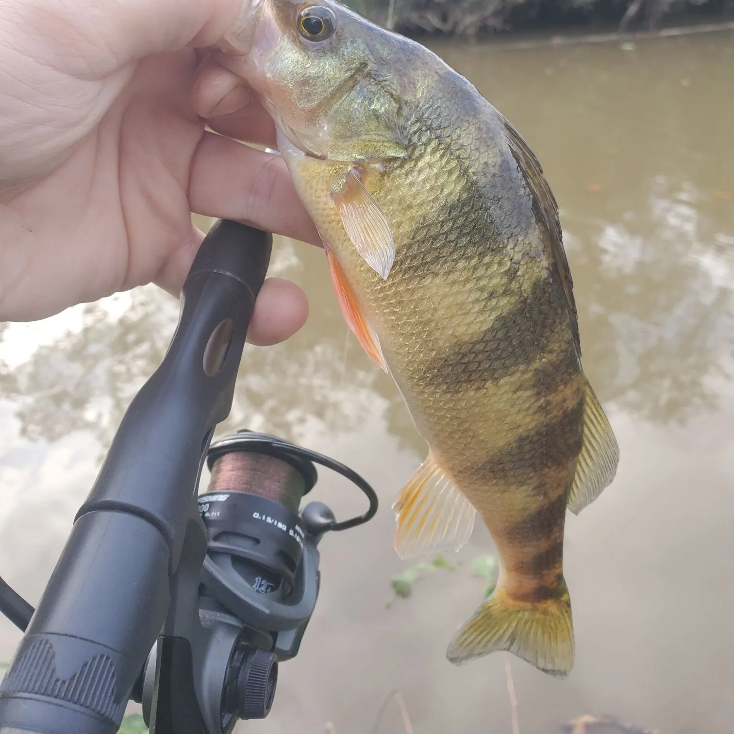 Yellow perch caught on Fishbrain