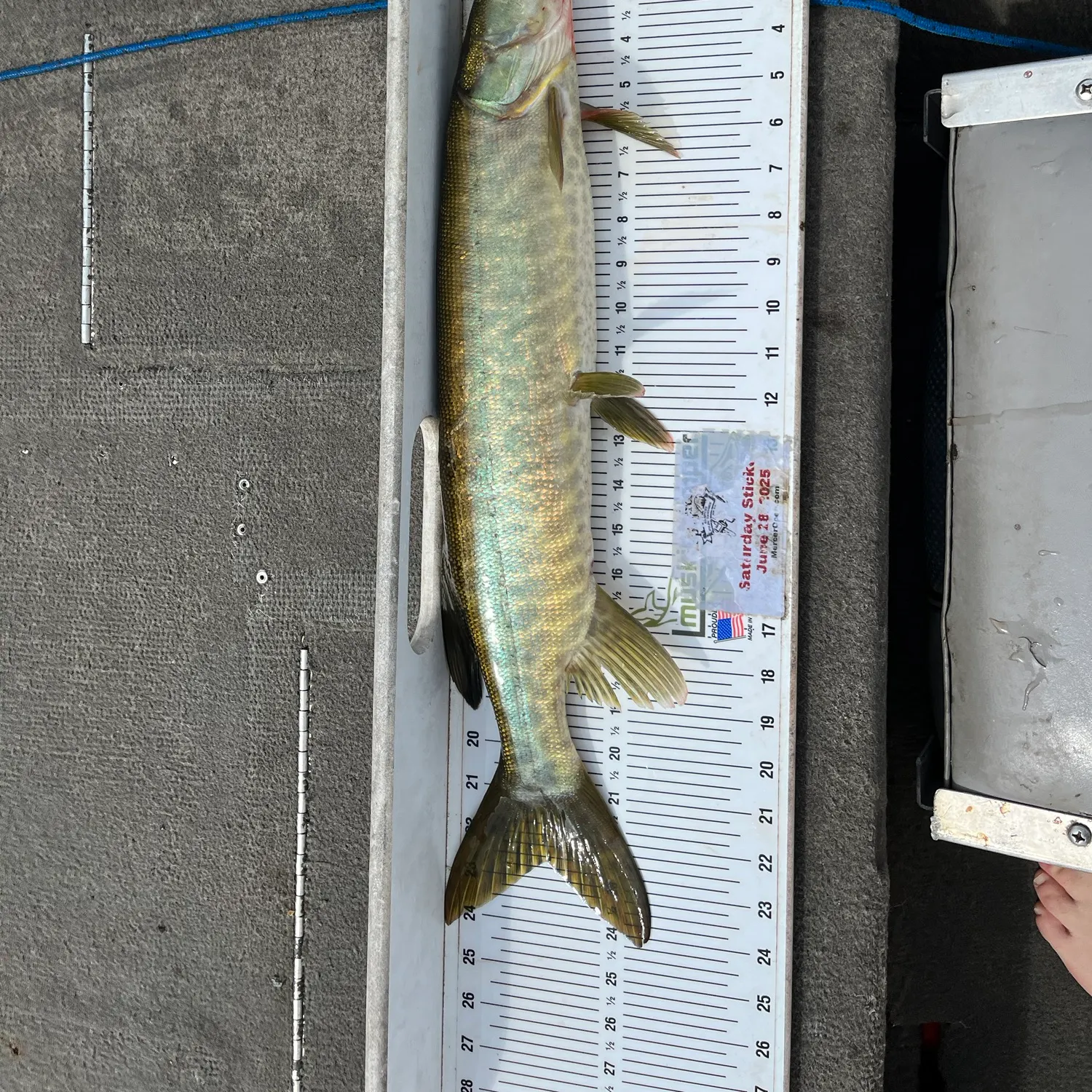 The most recent Muskellunge catches on Fishbrain