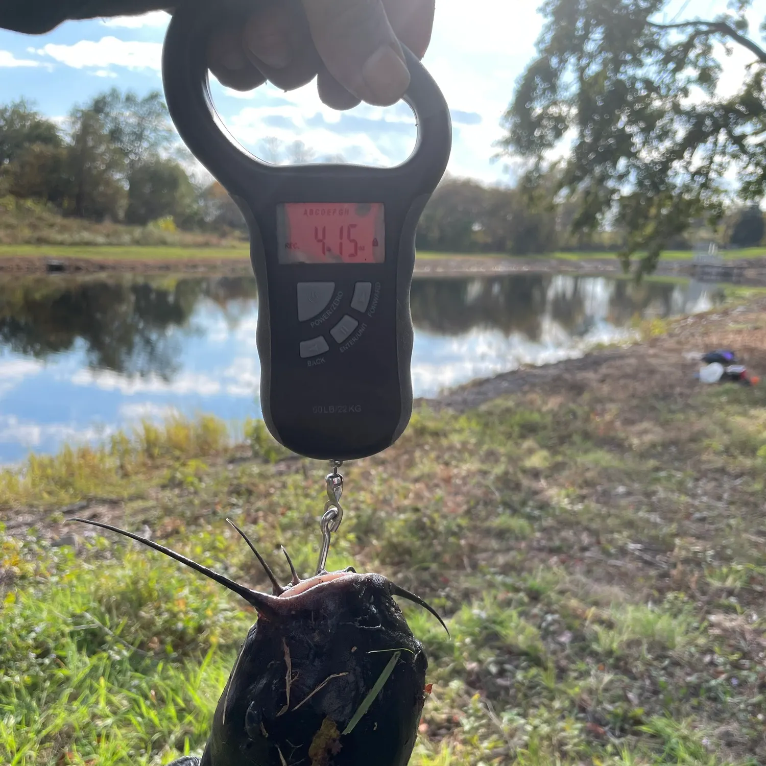 Black bullhead caught on Fishbrain