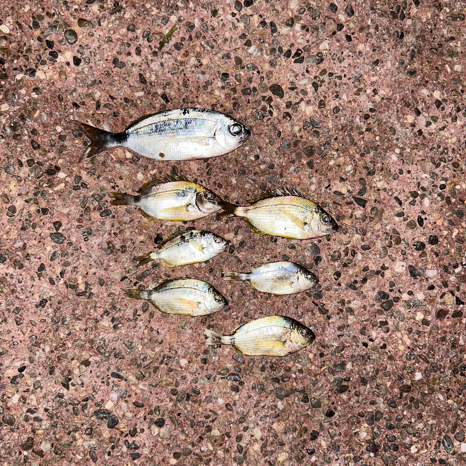 recently logged catches