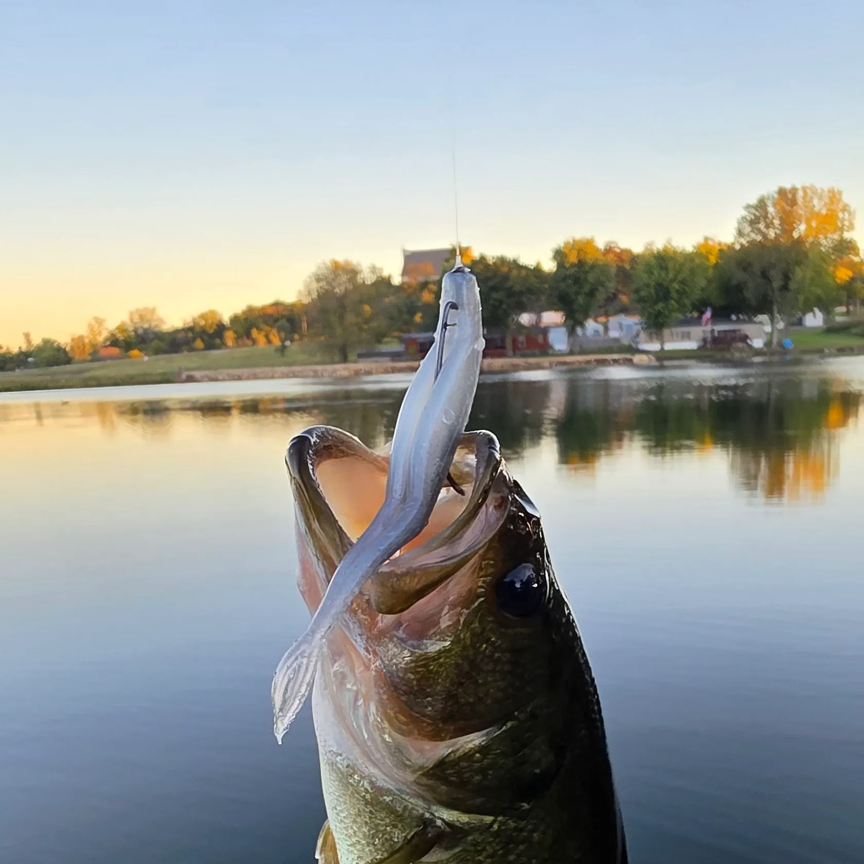 Largemouth bass caught on Fishbrain