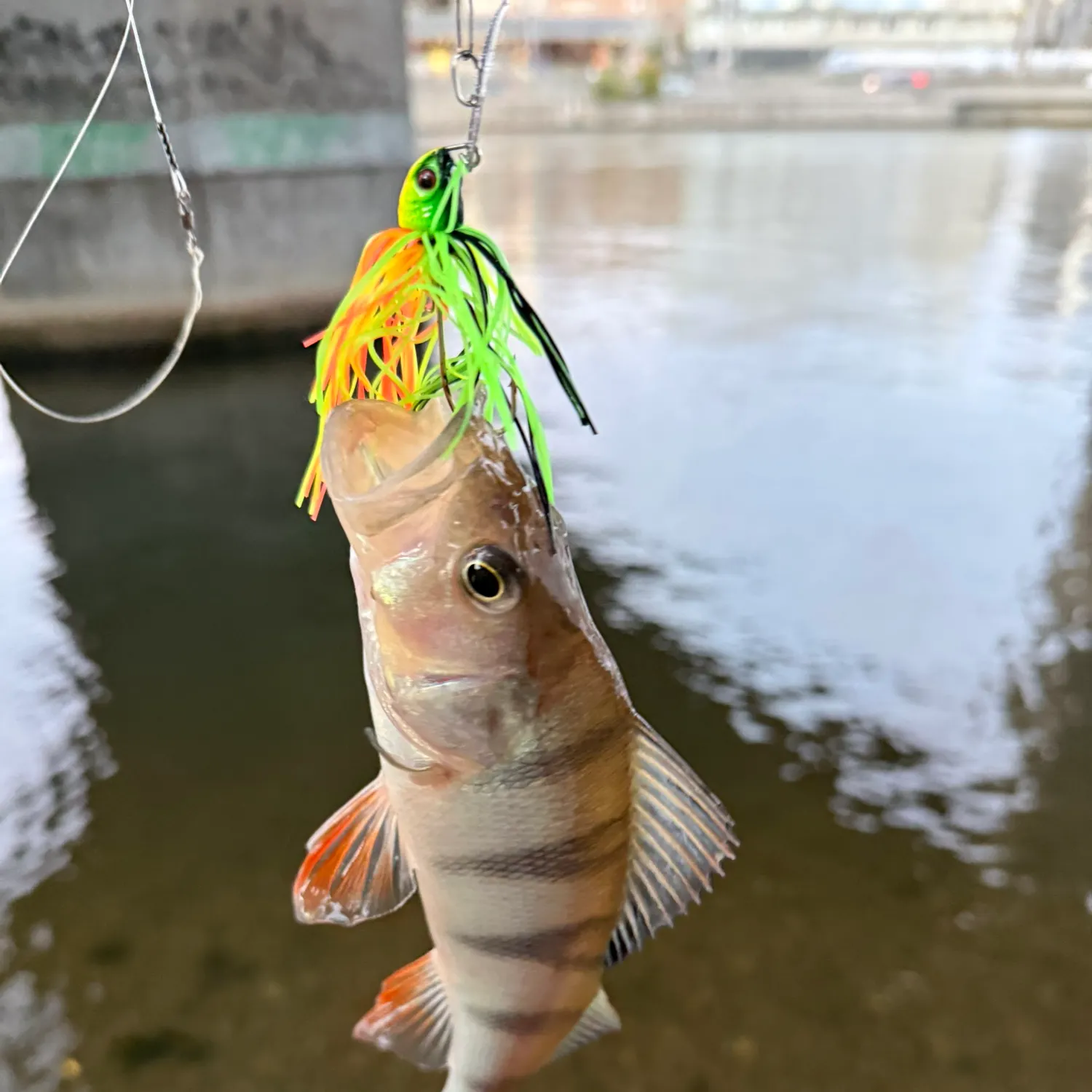 European perch caught on Fishbrain
