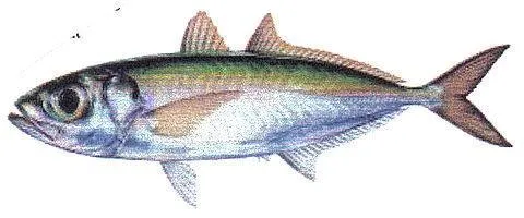 Baitfish
