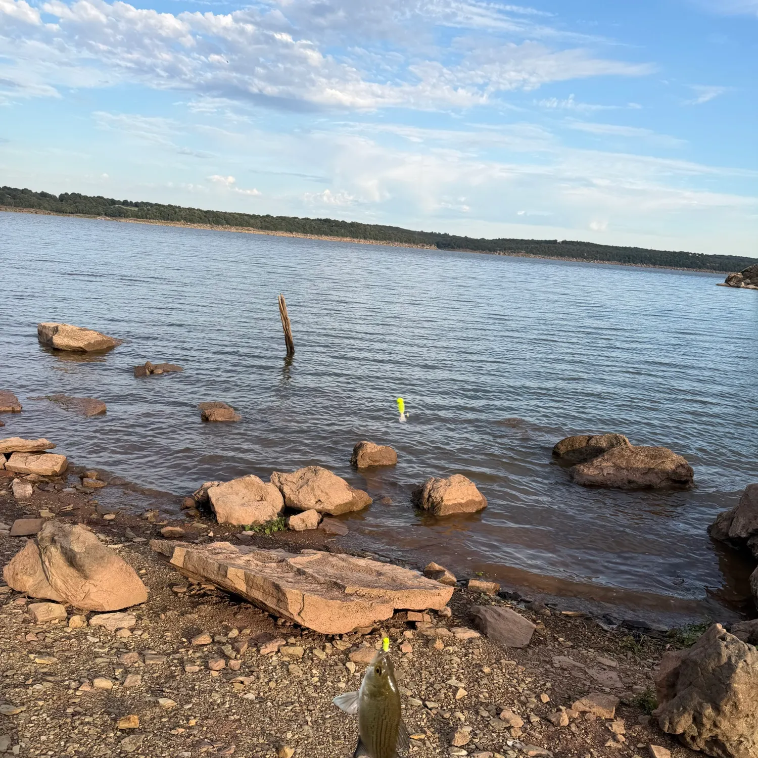 White bass caught on Fishbrain