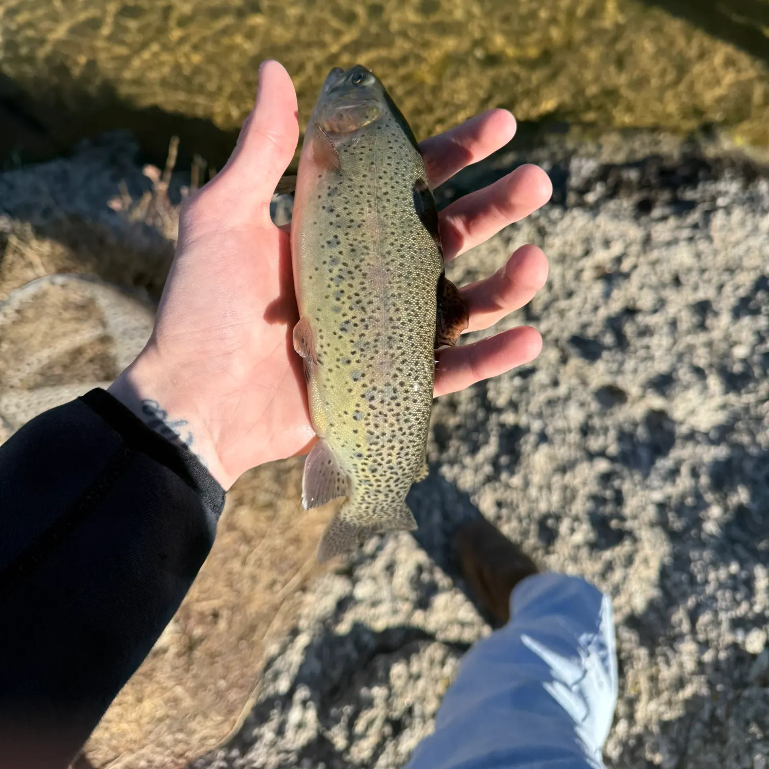 The most recent Cutbow catches on Fishbrain