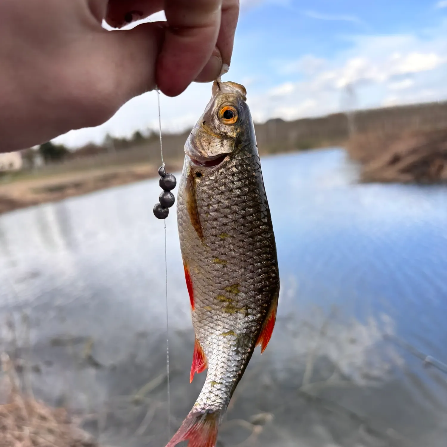 The most recent Common rudd catches on Fishbrain