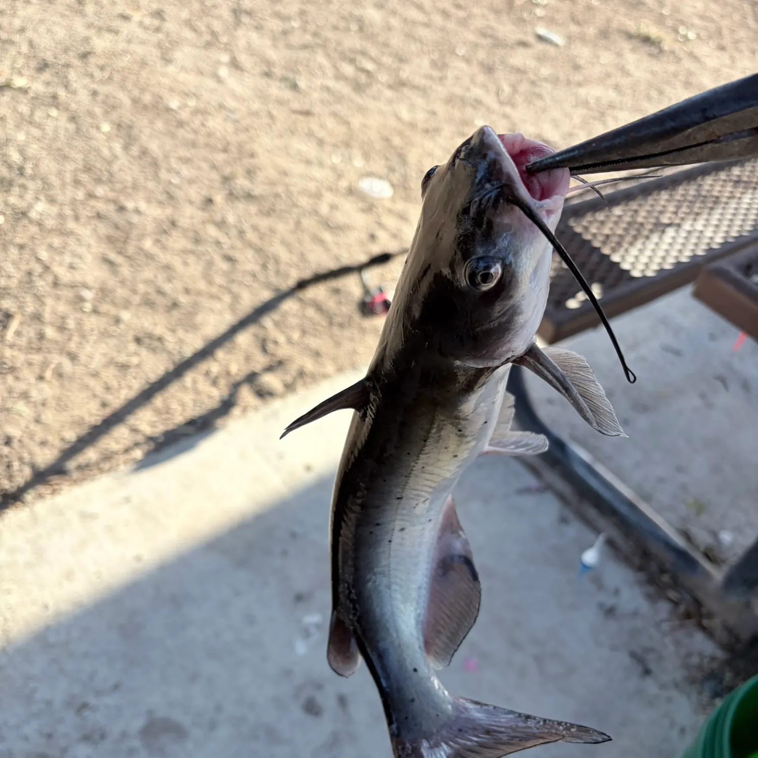 Channel catfish caught on Fishbrain