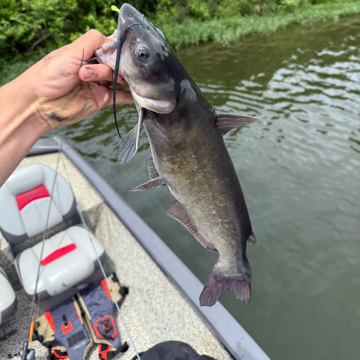 catch