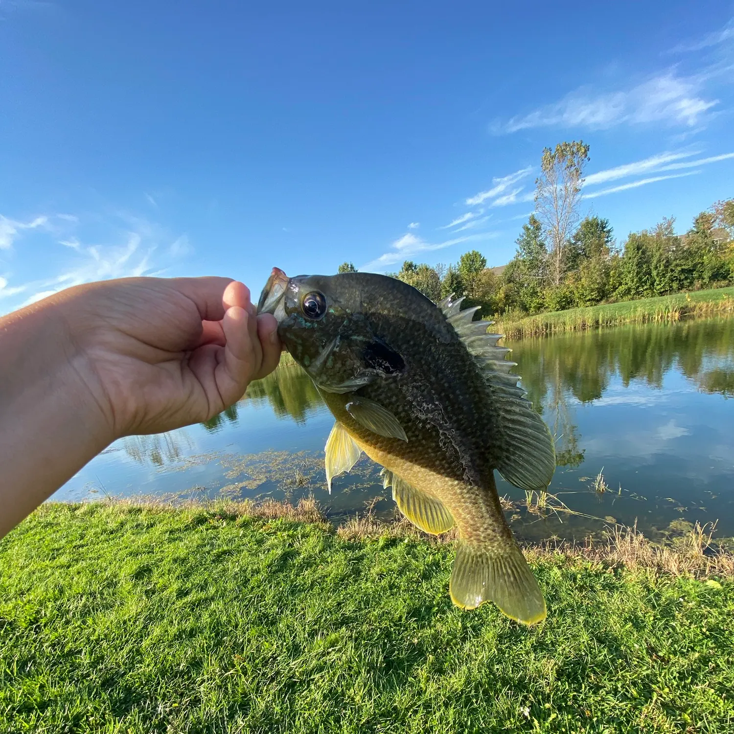 The most recent Greengill hybrid catches on Fishbrain