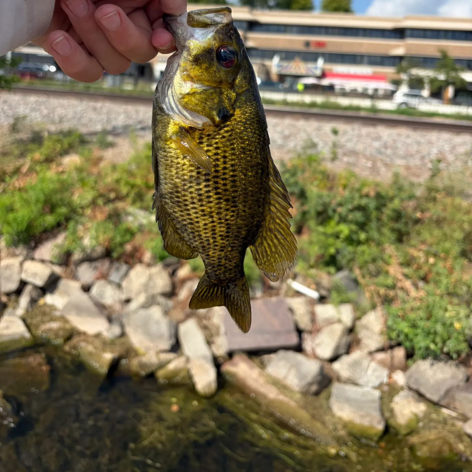 Rock bass caught on Fishbrain