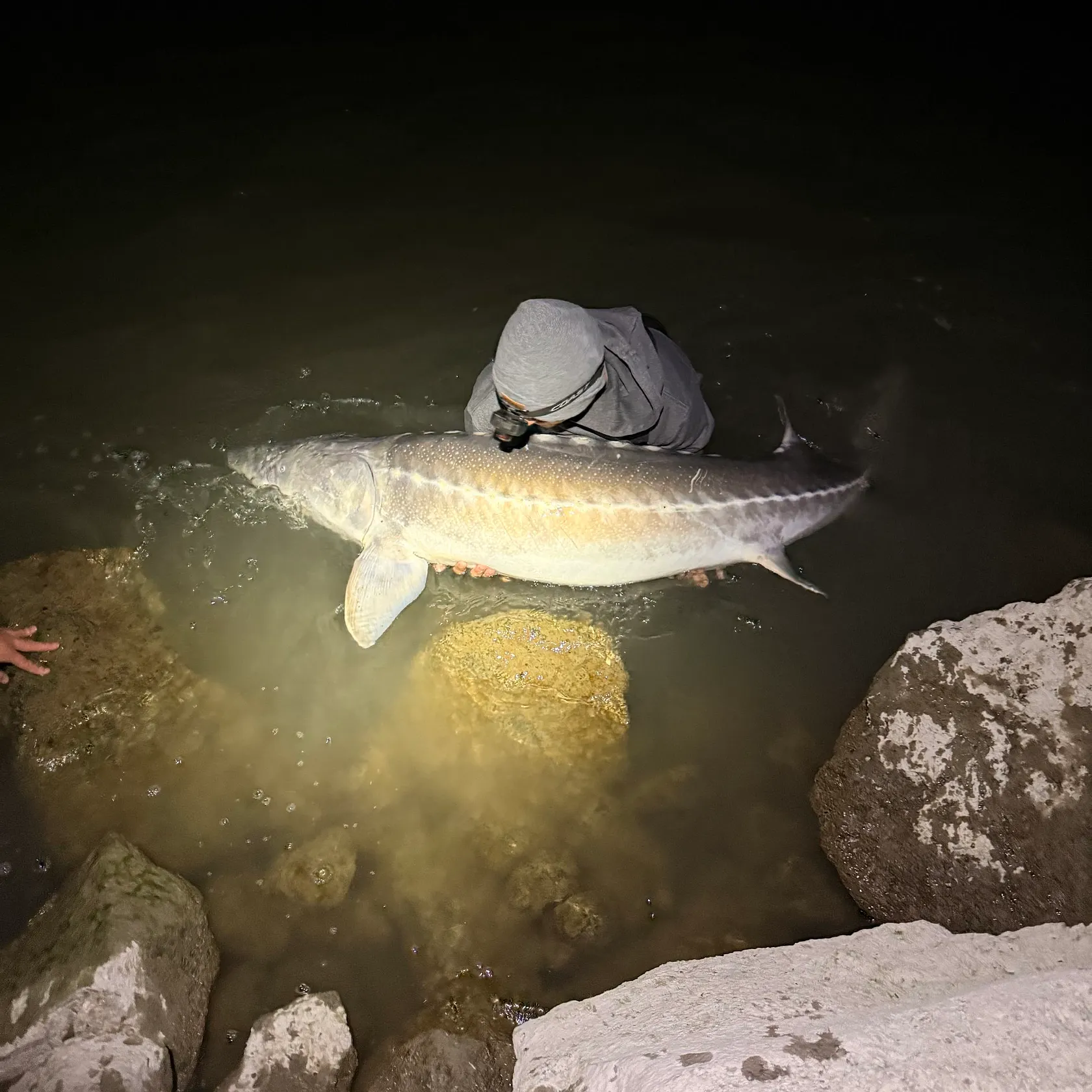 White sturgeon caught on Fishbrain