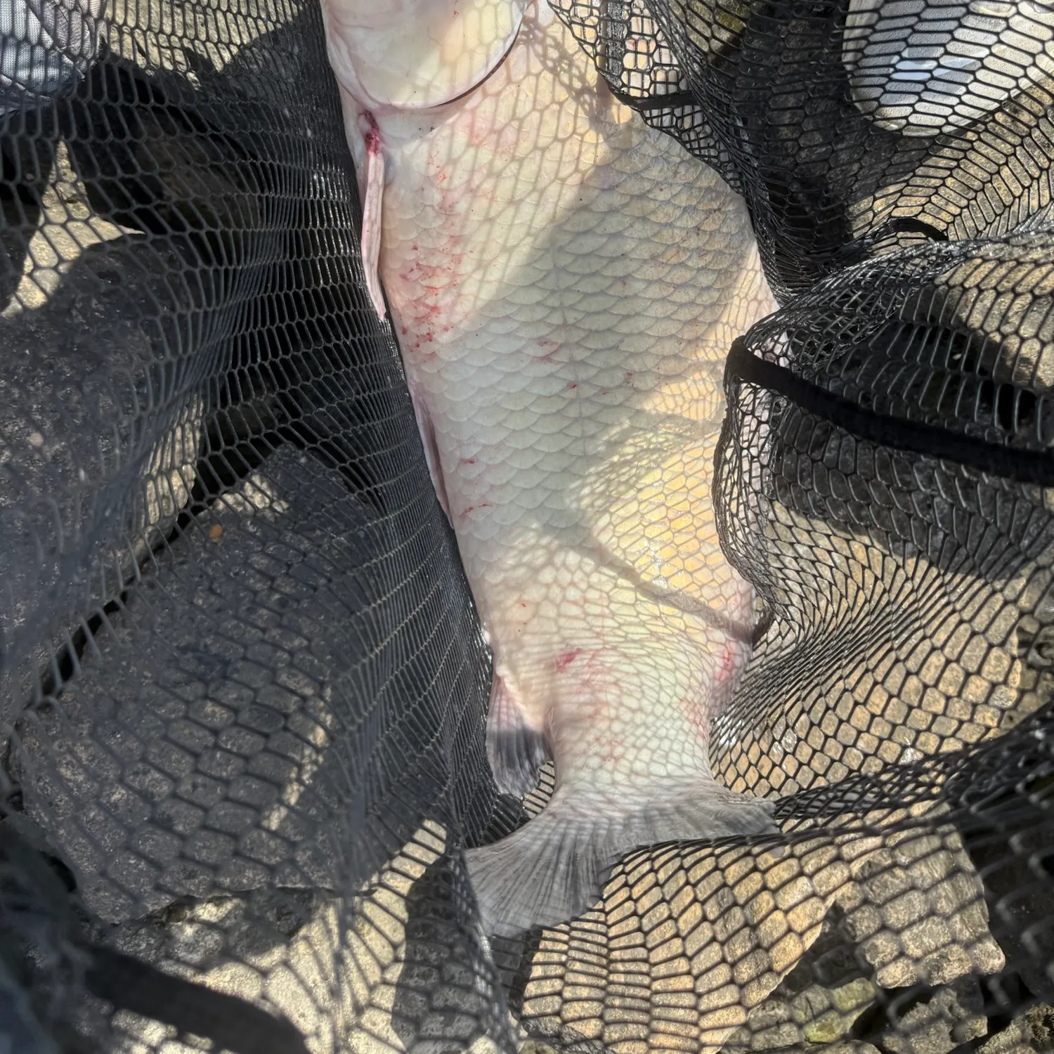 Smallmouth buffalo caught on Fishbrain