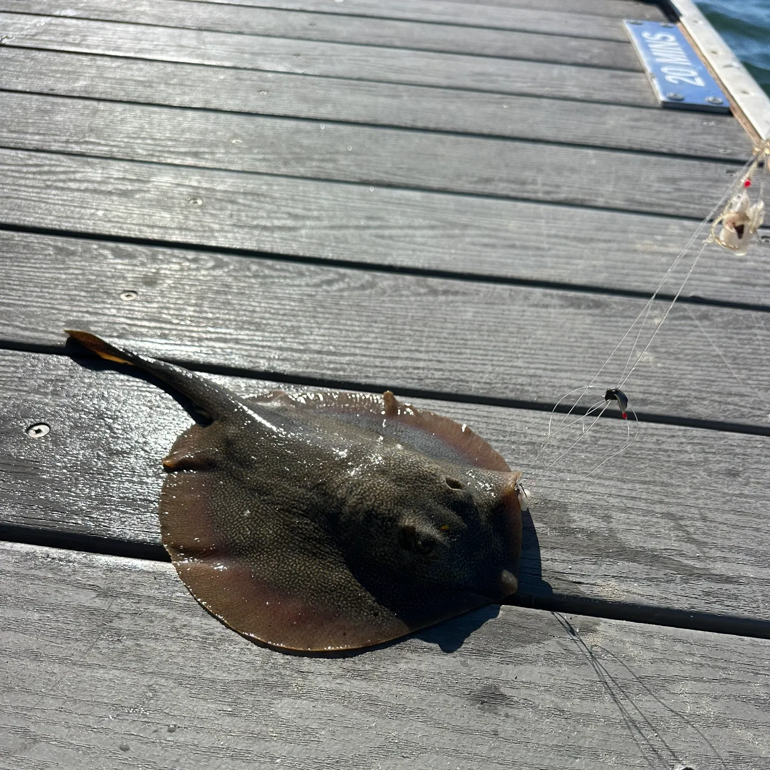 Haller's round ray caught on Fishbrain