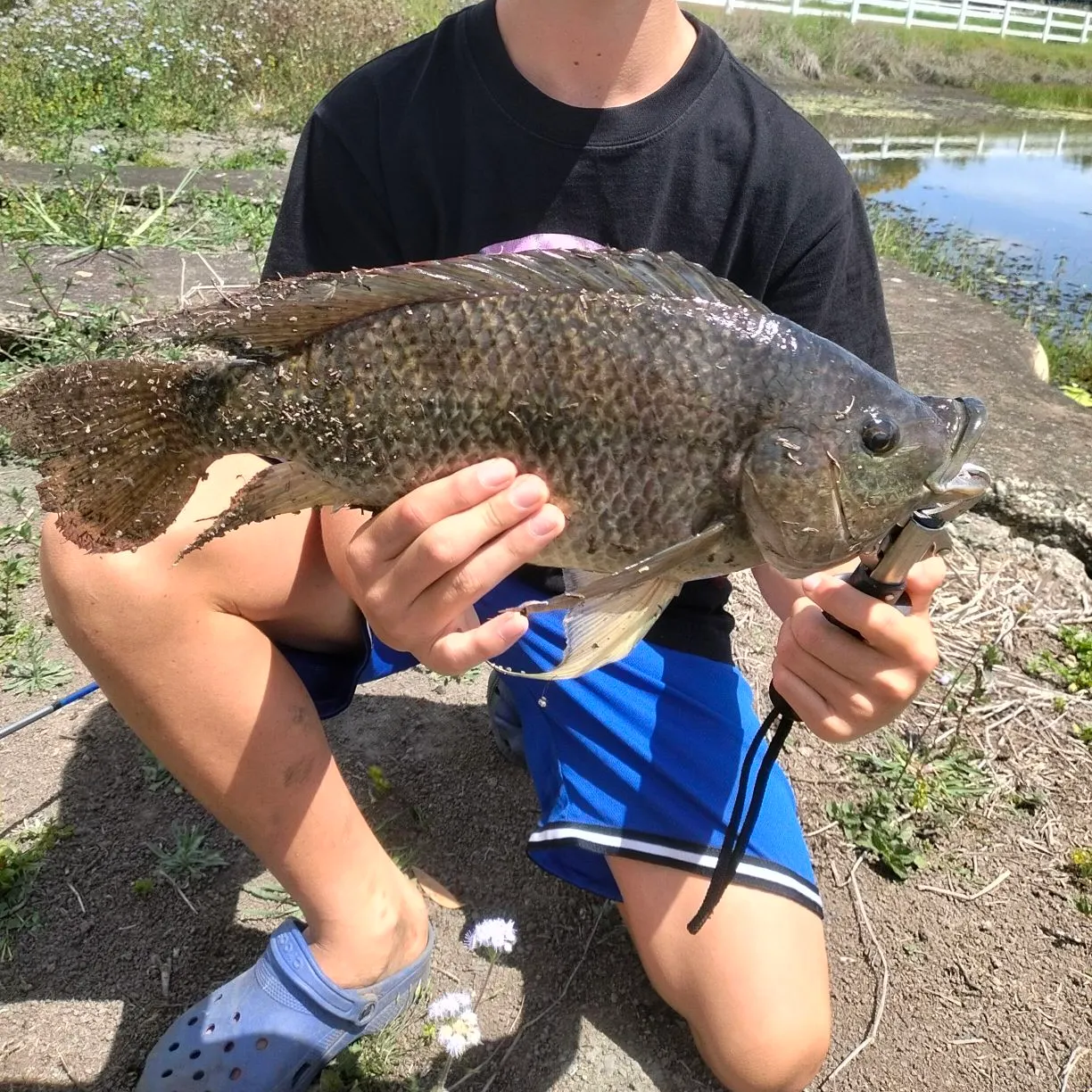 Mozambique tilapia caught on Fishbrain