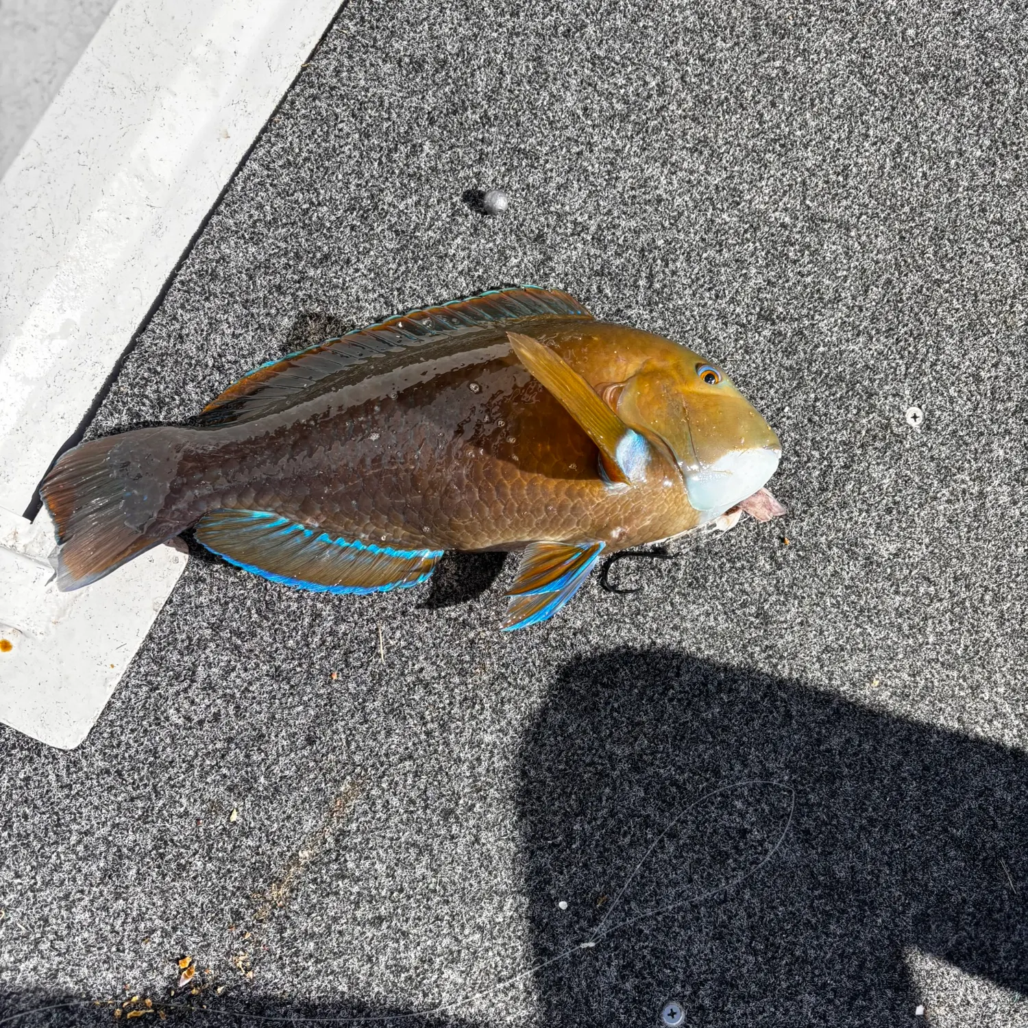The most recent Baldchin groper catches on Fishbrain