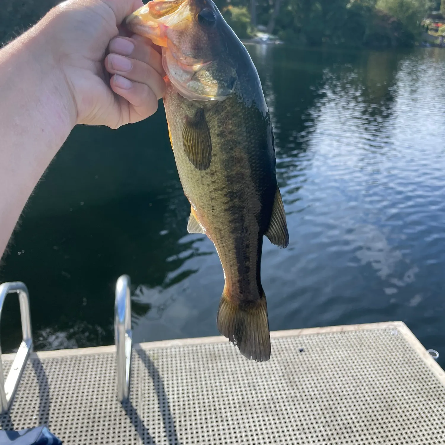Largemouth bass caught on Fishbrain