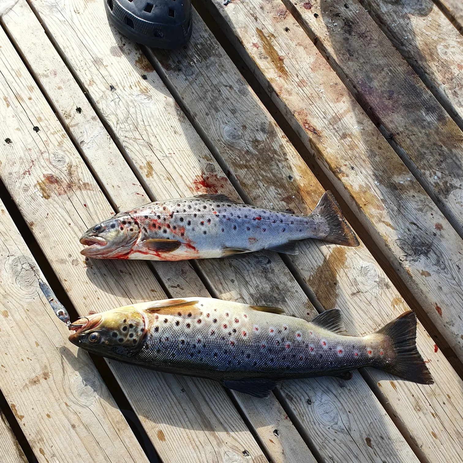 recently logged catches