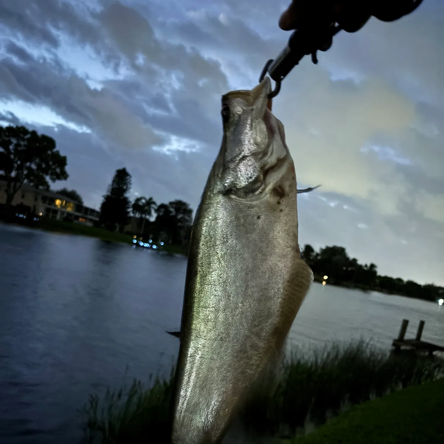 The most recent Clown knifefish catches on Fishbrain