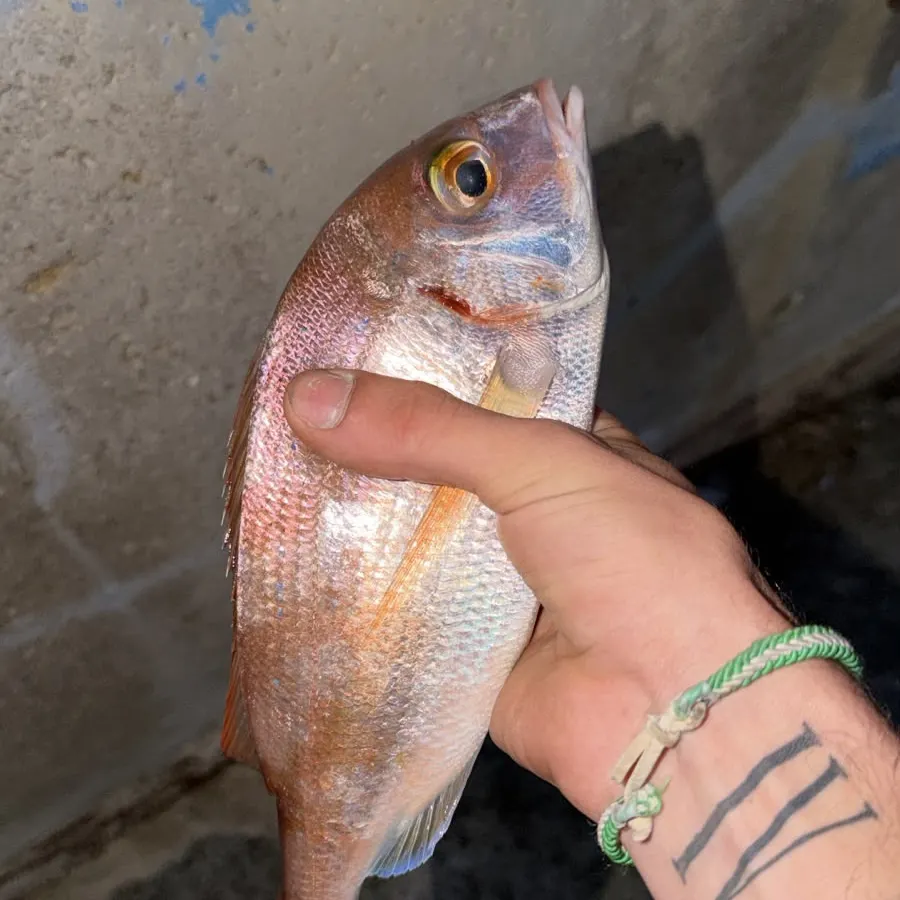 The most recent Common seabream catches on Fishbrain