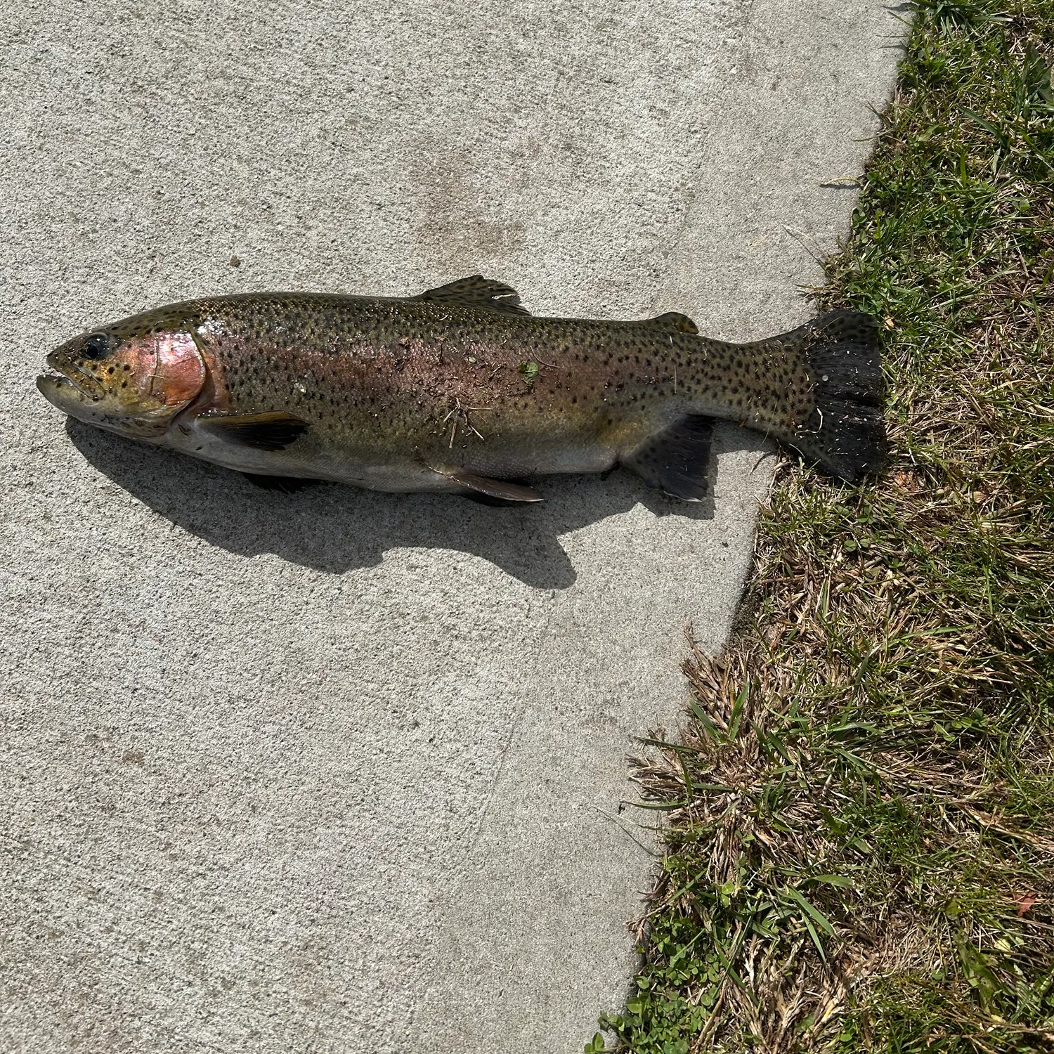 Rainbow trout caught on Fishbrain