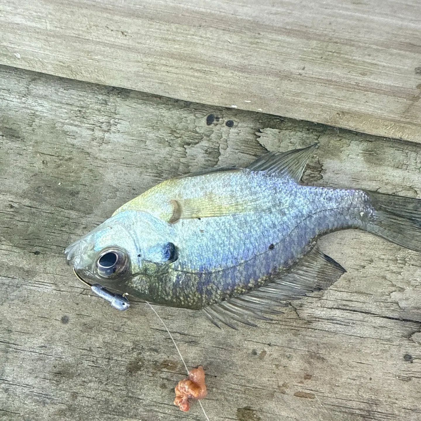 Bluegill caught on Fishbrain