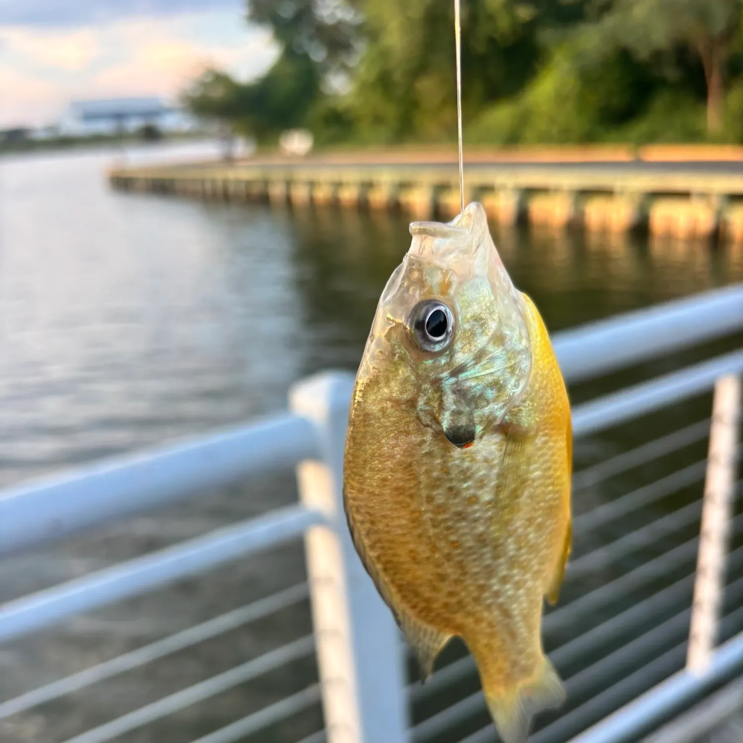 Pumpkinseed caught on Fishbrain